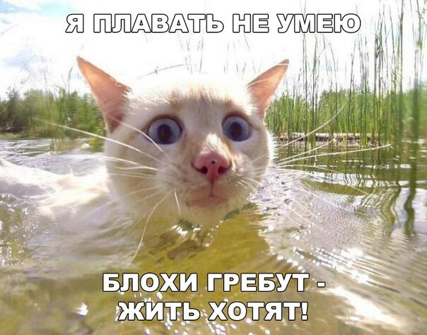 Смешные комментарии из социальных сетей 03.11.2017