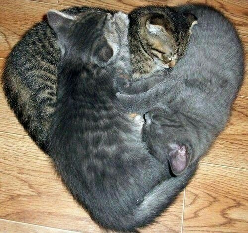 Коты и Кошки