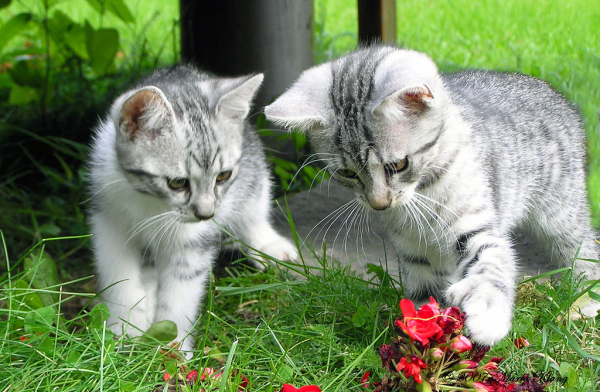 Котовторник, Весна, Цветы!