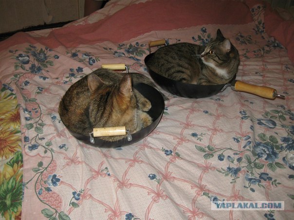 Котовторник (21.02.2012)