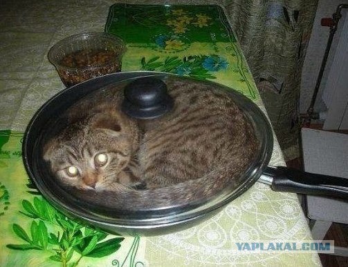 Как котейку мыли