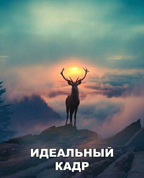 Порция картинок