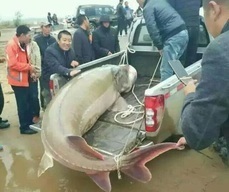 В Приамурье браконьеры поймали огромную краснокнижную калугу