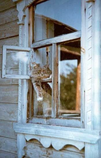 Деревенские, милые, шерстяные