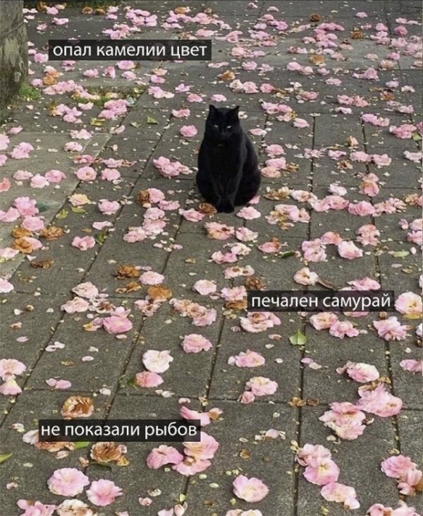 Прикольные и просто красивые картинки 22.06.2022