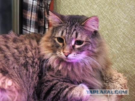 Нужно лекарство преданному коту