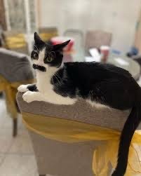 Это же кошачий Батька
