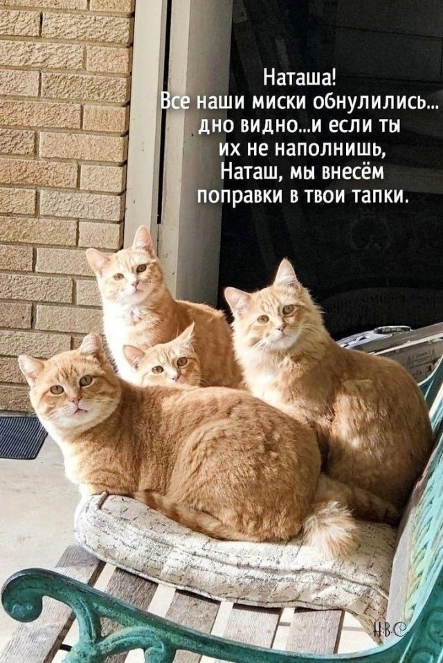 К котовторнику: подборка картинок-баянов с котиками и про котиков. Выпуск 2.