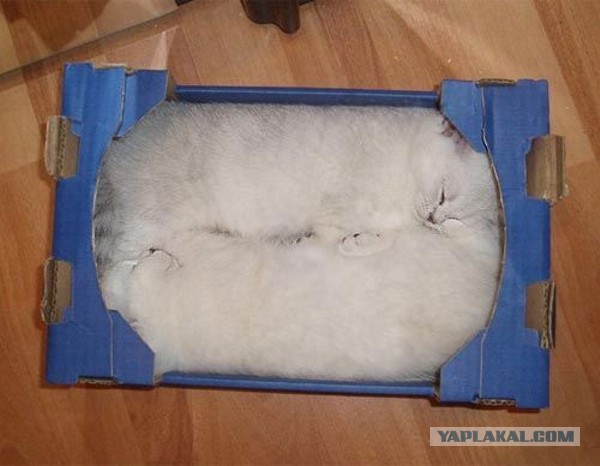 25 кошек-ниндзя освоивших искусство игры в прятки.