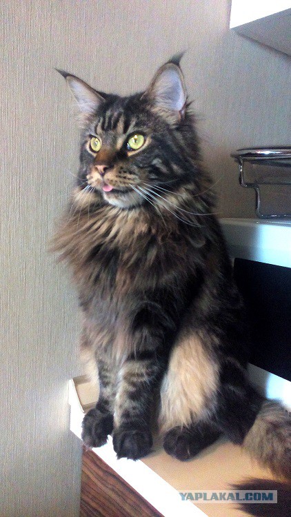 Котовторник