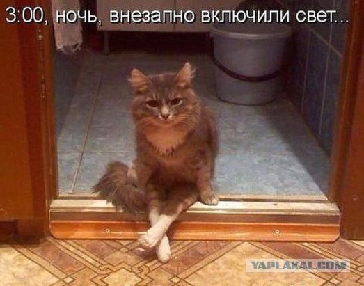 Вся суть котэ