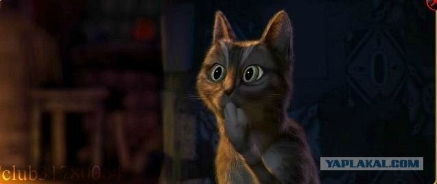 Косоглазые котики