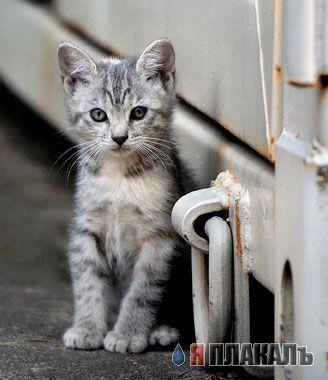 Коты, кошки, котята