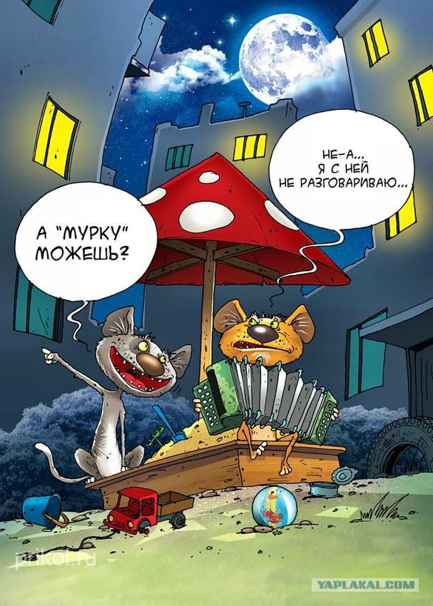 Котовторник  01.03.2016