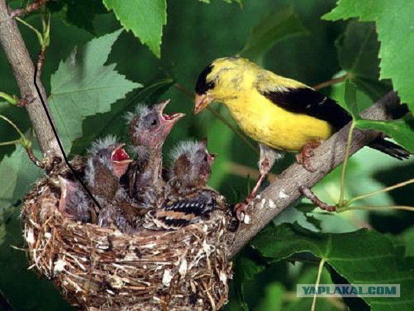 Скоро во всех гнёздах страны!... и не только