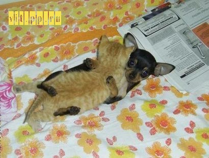 Вторничный котомёт