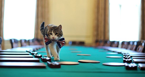 5 интересных фактов о самом ленивом коте британского правительства