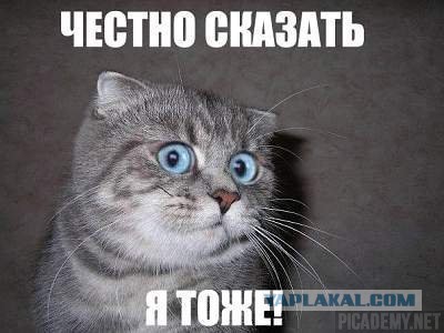 Кошка напала на семерых питбулей и их хозяйку