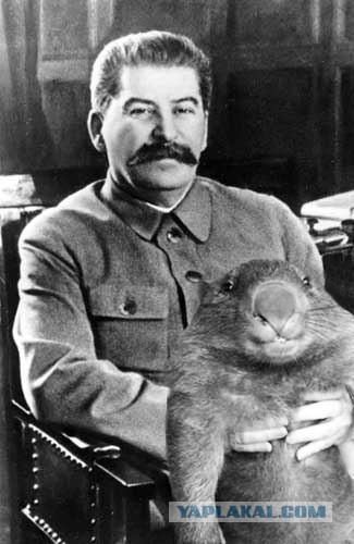 Жёлтая пресса не перестаёт нас удивлять!