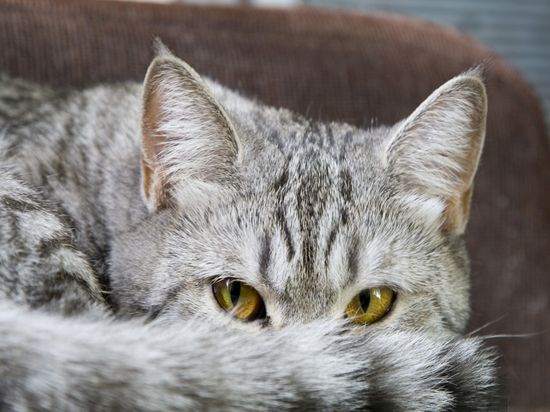 Коты и Кошки