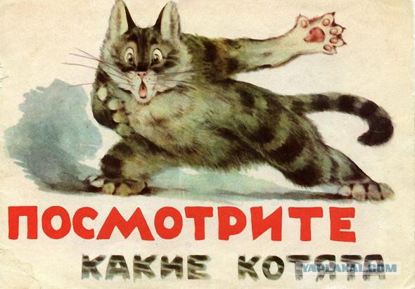 Как я у мусорного контейнера котофея купил