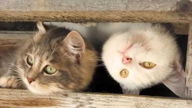 Коты и Кошки