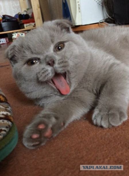 Котовторник