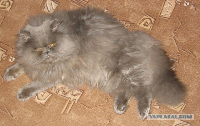 Великие о кошках...