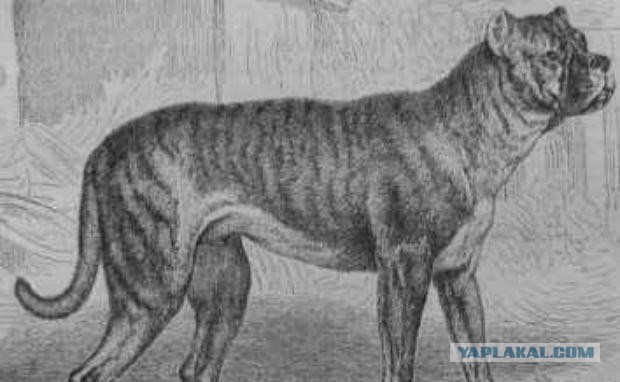 8 исчезнувших пород собак, которых не осталось даже на фотографиях