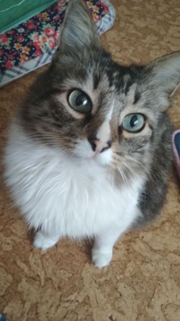 Котовторник  23.01.2018