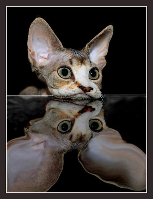 Котовторник на Япе (25.03), подхватываем подборку!