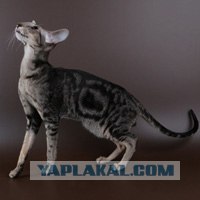 Котовторник на ЯПлакалъ (10.06.08), прикольные коты, добавляем свои!