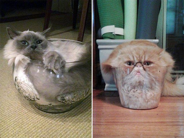 Немного милоты