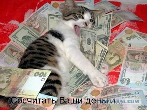 Ура, котовторник!