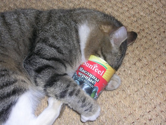 Кот любит маслины. Кот любит маслины. Кот с сигарой. Коты и оливки. Котик ест.