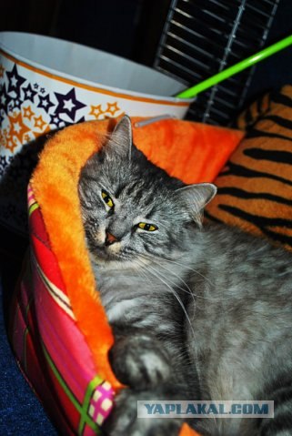 Котовторник 14.09.2010 Голые кошки на Yaplakal