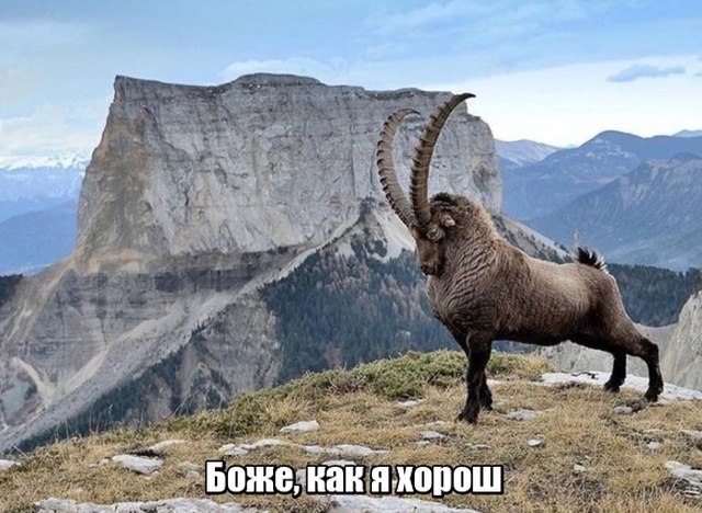 Милые животные. Мимиметр сломался