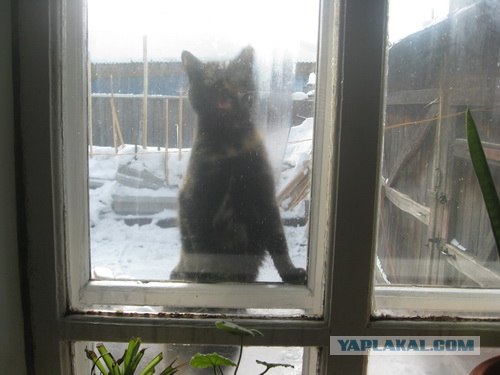 It's Catursday Fever! (Котовторник)