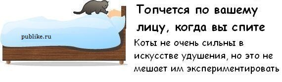 Котовторник! 08.11.11