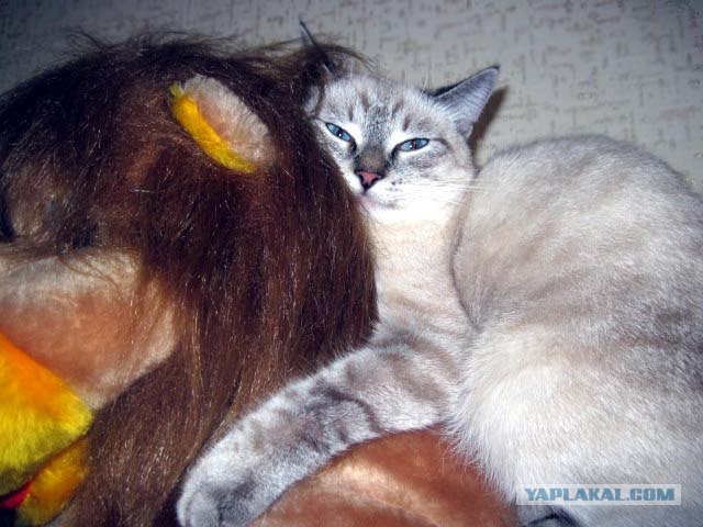 Котовторник 13.12.11 - магическе числа