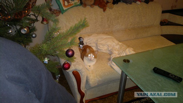 Котовторник 20.03.2012