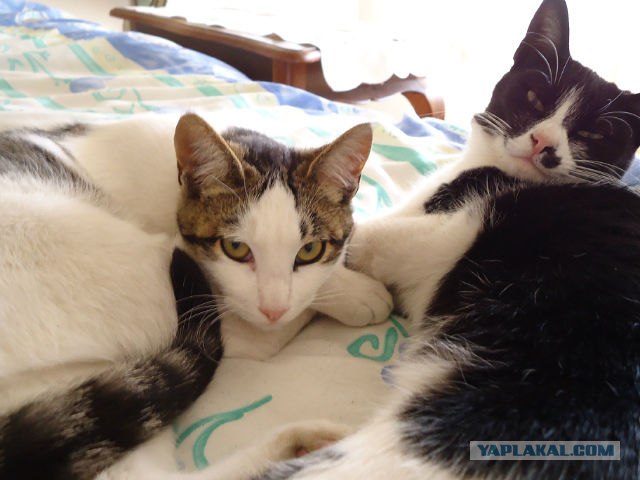 Котовторник 17.04.2012