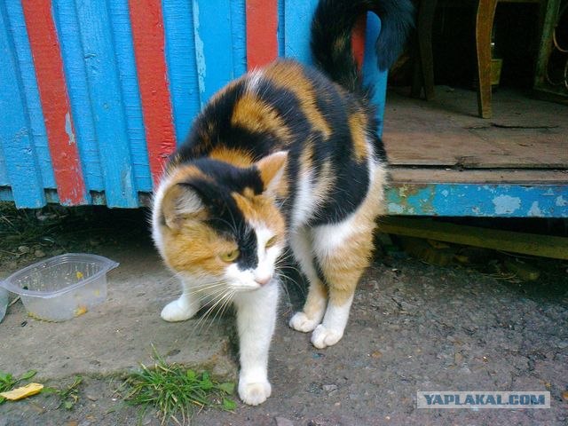 Котовторник 11.09.2012