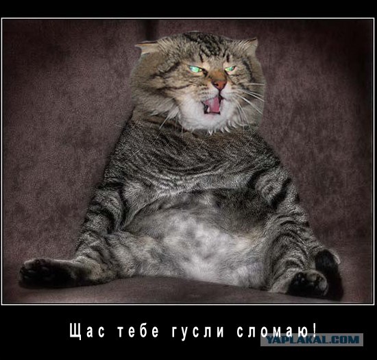 Злой кот