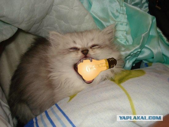 Отжабте моего кота