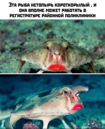 Юмор из соцсетей