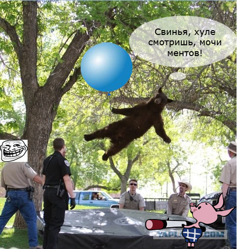 Мишка летун!