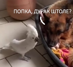 Надоевший полиглот.