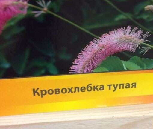 Вот и я встретил ту, кого надо добиваться