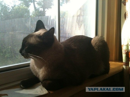 Котовторник 16.04.2013